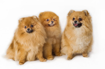 Obraz premium Spitz-dogs16