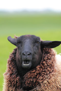 Brown Sheep