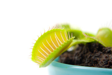 Dionaea, flytrap, in closeup over white background