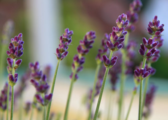 Obraz premium Lavendel