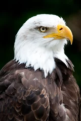 Crédence de cuisine en verre imprimé Aigle Portrait of a bald eagle