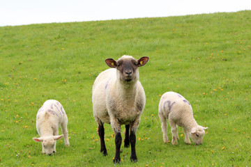 sheep and lambs