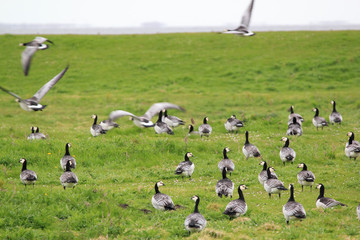 Fototapeta na wymiar barnacle geese