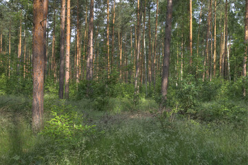 Wald