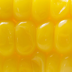 Sweet corn background