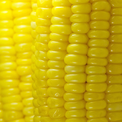 Sweet corn background
