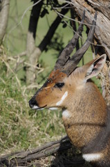 Waterbuck (Kobus ellipsiprymnus defassa), lake Nakuru, Kenya