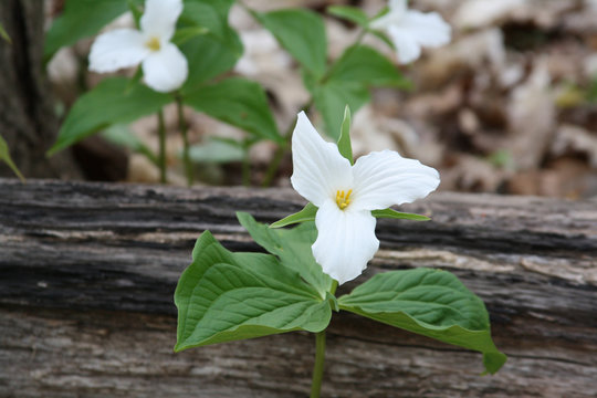 Trilliums only in Canada and Asia