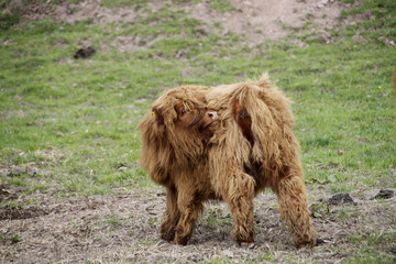 Schottisches Hochlandrind Kalb