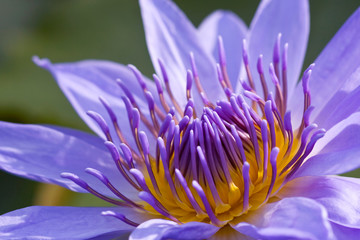 Purple Water Lily