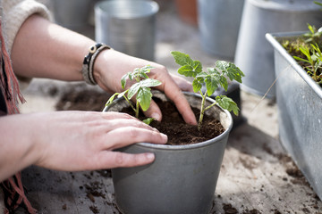 Planting in the garden