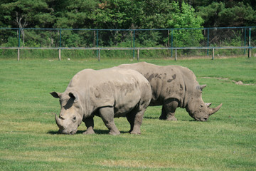Fototapeta premium Two Rhinoceroses