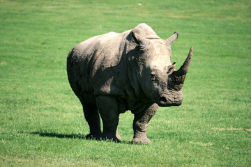 Obraz premium White Rhinoceros