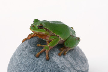 Laubfrosch