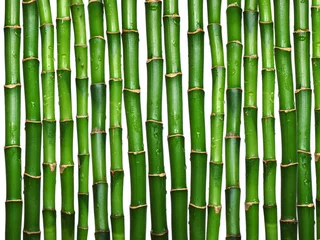 Tissu par mètre Bambou bambou sur blanc