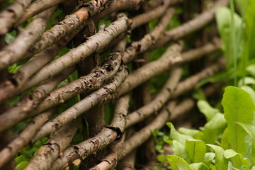 Wattled fence
