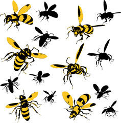 Wasps - 23513879