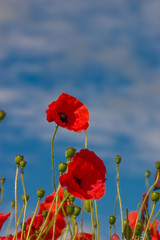 Obraz premium Poppy on blue