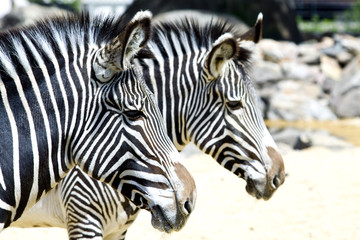 Two zebra's