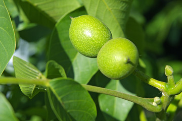 green walnut