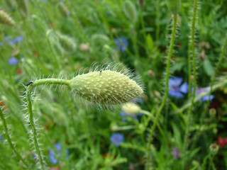 bulbe de coquelicot