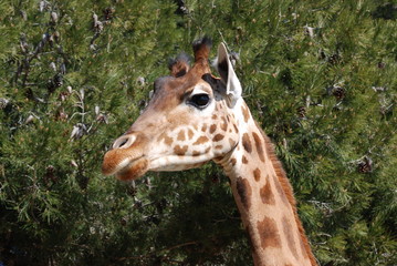 girafe