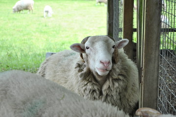 Naklejka premium sheep - Goat