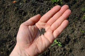 Seeds in hand