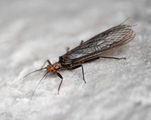 Perlodid stonefly (Perlodidae) close-up on stone. - 23515654