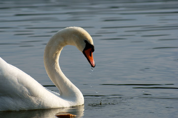 Biały łabędź © GKor