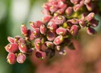 Sumac Fruit