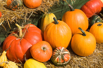 Kürbisse, Herbstfarben, cucurbita
