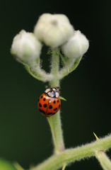 ladybug