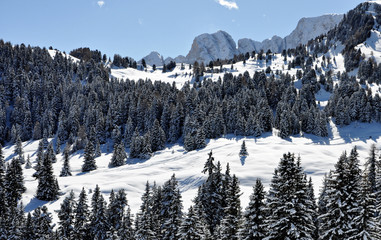 Alpe di Siusi#3