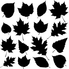 Vector leaf silhouettes