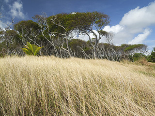 steppe 2