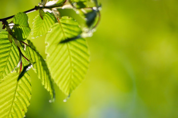 Saftige Farben des Frühlings