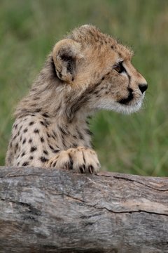 Cheetah Cub Looking