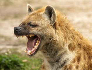 Mâchoires puissantes de la hyène