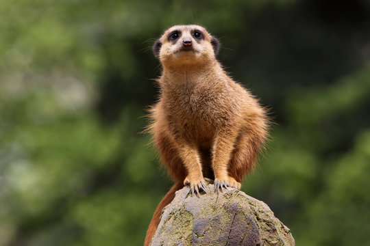 Erdm&auml;nnchen