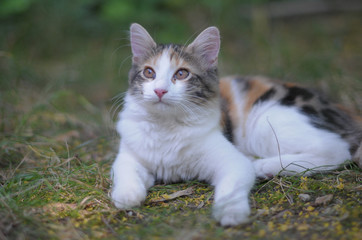 GATTO.