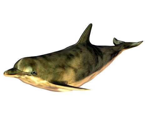 realistic dolphin swimming, green and gold clip art preview