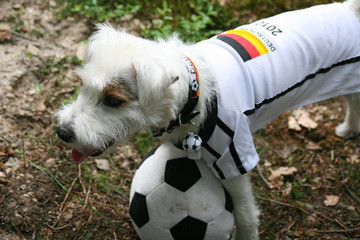 fussball wm