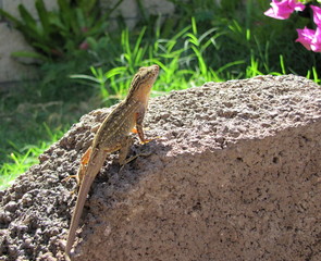 Lizard - on a rock