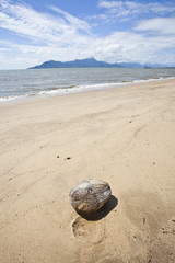 coconut on tropical beach