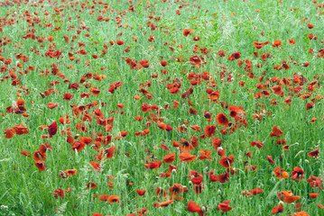 Fototapeta premium champ de coquelicots