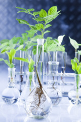 Floral science in blue laboratory