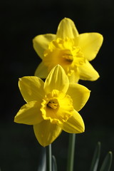 Osterglocken vor schwarzem Hintergrund