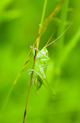 Green cricket