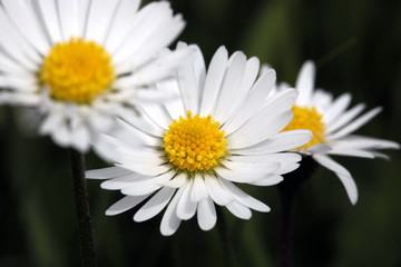 Obraz premium Gänseblümchen, Blüte, Makro